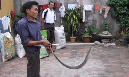 Gap go nguoi dan ong di tat la khac tinh cua ran doc