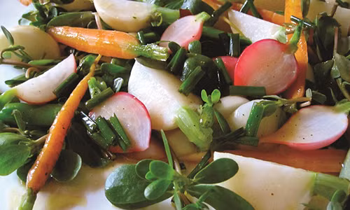 Rau sam - vi thuoc than ky tu thu rau dan da