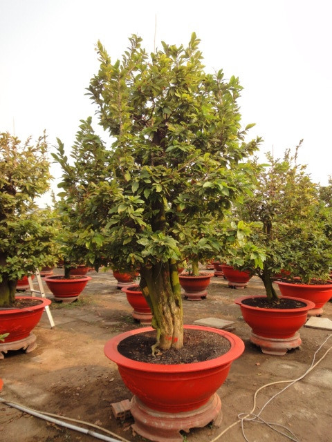 Loat kieng doc chung Tet tu co thu toi mini cho dai gia-Hinh-5