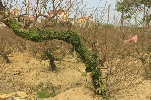 Loat kieng doc chung Tet tu co thu toi mini cho dai gia-Hinh-4