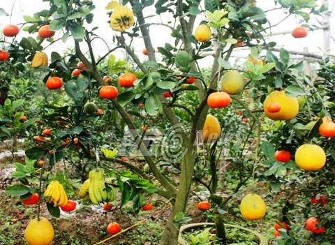 Loat kieng doc chung Tet tu co thu toi mini cho dai gia-Hinh-3