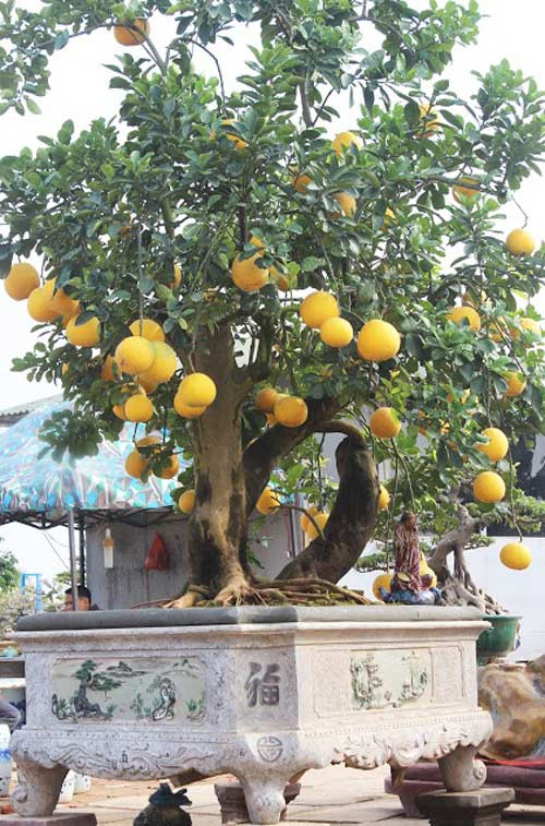 Loat kieng doc chung Tet tu co thu toi mini cho dai gia-Hinh-7