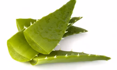 Tuy nhiên, ngoài những hiệu quả tốt cho sức khỏe, nha đam còn có một số độc tính, nếu dùng quá liều hoặc kéo dài sẽ gây tổn thương gan (viêm gan cấp, tăng men gan...), suy thận, ảnh hưởng thai nhi... Tác dụng không tốt này chủ yếu do các thành phần có trong nhựa cây (nhựa vàng chảy ra sau khi cắt lá nha đam).