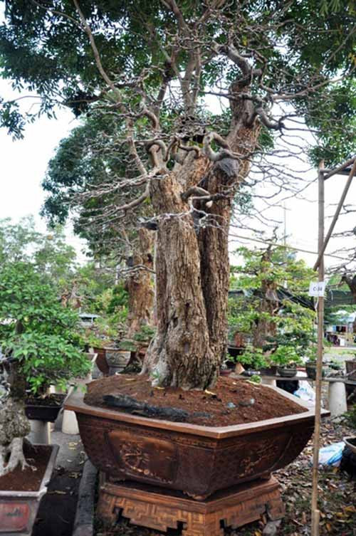 Theo nghệ nhân Phương, cặp lộc vừng này đã được ông mua về chăm sóc đến nay đã hơn chục năm.