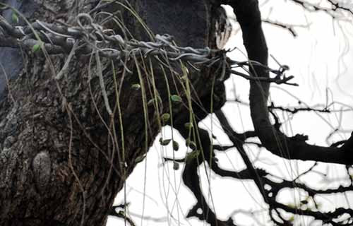 Hiện cây đã ra hoa và trái, nếu bán cặp này phải 4 tỷ đồng, nghệ nhân Phương mới đồng ý bán.