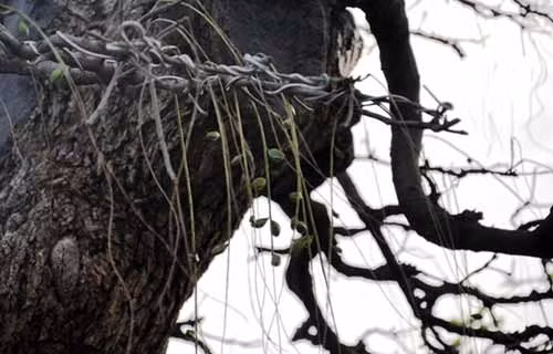 Hiện cây đã ra hoa và trái, nếu bán cặp này phải 4 tỷ đồng, nghệ nhân Phương mới đồng ý bán.