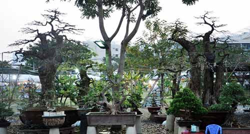 Trong đó, có cặp lộc vừng 150 tuổi cao gần 4m nặng gần 4 tấn. Thân cây sù sì, trên phần ngọn và ở mỗi nhánh đều ra trái. Theo nghệ nhân Phương, cặp lộc vừng này đã được ông mua về chăm sóc đến nay đã hơn chục năm. Hiện cây đã ra hoa và trái, nếu bán cặp này phải 4 tỷ đồng, nghệ nhân Phương mới đồng ý bán.