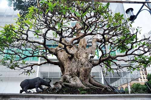 Ngoài cặp lộc vừng “khủng” trên, nghệ nhân Phương còn sở hữu cây lộc vừng đại lực sỹ với giá 5 tỷ đồng.