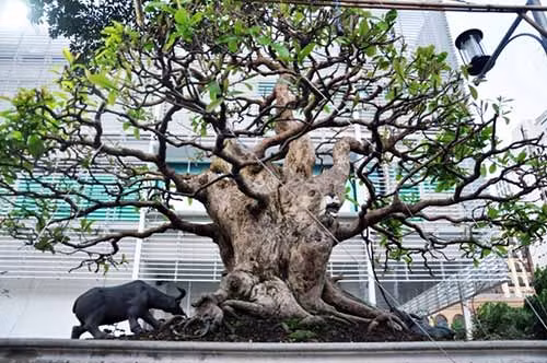 Ngoài cặp lộc vừng “khủng” trên, nghệ nhân Phương còn sở hữu cây lộc vừng đại lực sỹ với giá 5 tỷ đồng.