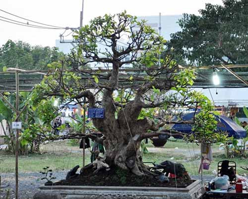 Theo nghệ nhân Phương, cây bonsai đại lực sỹ đã tham dự hội hoa xuân năm các tỉnh Đồng Bằng Sông Cửu Long và đạt giải nhất.
