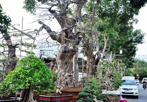 Đó là dàn lộc vừng kiểng khủng của nghệ nhân Mai Xuân Phương (ngụ thành phố Thủ Dầu Một, tỉnh Bình Dương) mang đến Hội hoa xuân Phú Mỹ Hưng, quận 7, TP.HCM. Dù đặt ở phía bên hông của Hội hoa xuân nhưng dàn cây khủng của nghệ nhân Phương luôn được nhiều người đến tham quan và thưởng thức. Ai cũng chăm chú nhìn và trầm trồ khen ngợi những cây bonsai đẹp, có dáng “độc”.