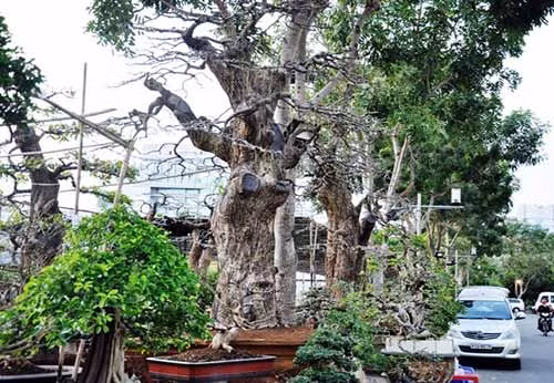 Đó là dàn lộc vừng kiểng khủng của nghệ nhân Mai Xuân Phương (ngụ thành phố Thủ Dầu Một, tỉnh Bình Dương) mang đến Hội hoa xuân Phú Mỹ Hưng, quận 7, TP.HCM. Dù đặt ở phía bên hông của Hội hoa xuân nhưng dàn cây khủng của nghệ nhân Phương luôn được nhiều người đến tham quan và thưởng thức. Ai cũng chăm chú nhìn và trầm trồ khen ngợi những cây bonsai đẹp, có dáng “độc”.