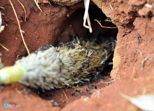 Theo nông dân 59 tuổi, kiến nhọt chiếm hang mối và sống năm này qua năm khác. Mỗi tổ có nhiều cửa hang, mỗi hang có đường kính 5-6 cm. Người đánh kiến phải có kỹ năng xác định đâu là cửa chính để tránh. "Câu các cửa phụ, kiến sẽ đến nhiều và tổ vẫn được duy trì cho lần sau. Nếu câu trúng cửa chính, đàn côn trùng còn lại sẽ đưa tổ đi nơi khác sinh sống", ông Hiếu chia sẻ kinh nghiệm.