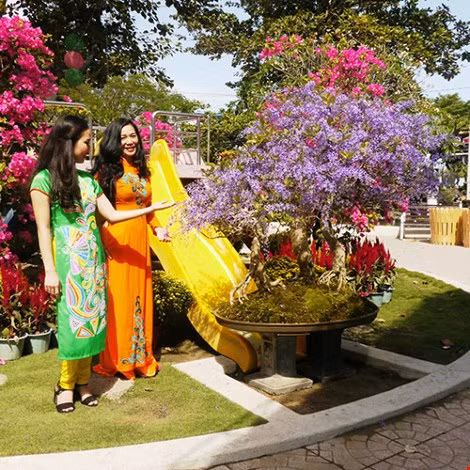 Cây mai lạ khiến nhiều người thích thú.