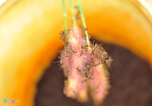 Mỗi kg "thợ săn bọ cạp" có giá từ 130.000 đến 160.000 đồng.