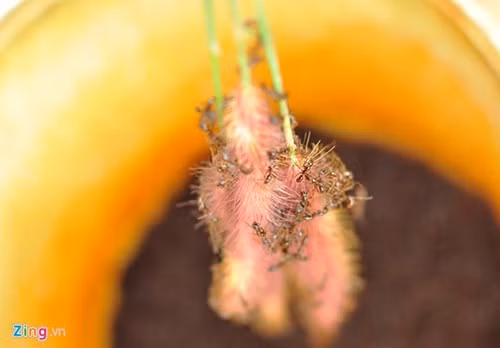 Mỗi kg "thợ săn bọ cạp" có giá từ 130.000 đến 160.000 đồng.