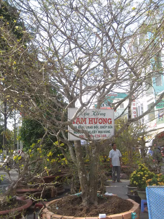 Cây mai "khủng" này được chào bán với giá gần 200 triệu đồng.