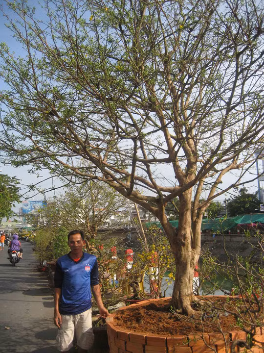 Đối với cây mai “khủng” có giá 150 triệu đồng đang được bán tại chợ hoa bến Ninh Kiều, anh Đào Văn Út (một nhà vườn đến từ Bến Tre), cho rằng dù biết giá như vậy là cao nhưng anh nhất quyết không hạ giá. “Nếu không bán được, tôi sẽ chở về, đợi Tết năm sau”- anh Út, nói.