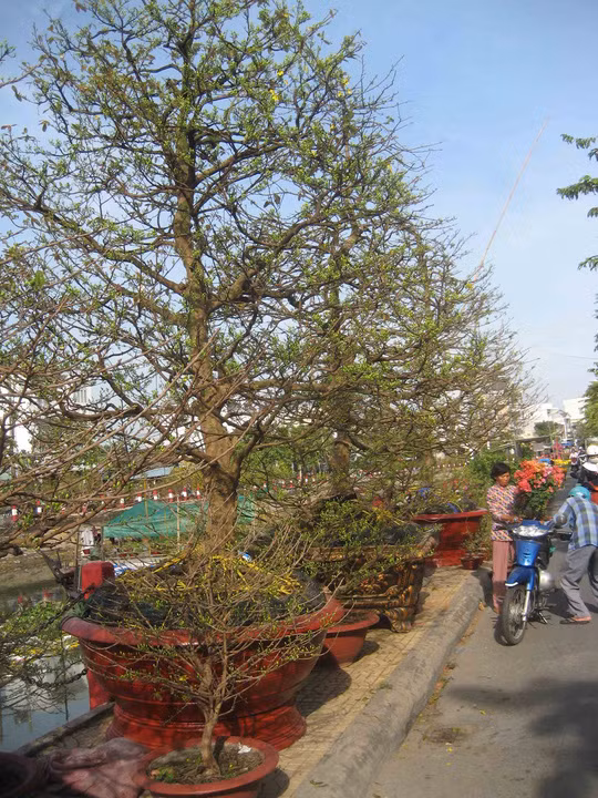 Hàng loạt cây mai "khủng" được bán tại chợ hoa ở bờ kè hồ Xáng Thổi ở TP Cần Thơ.