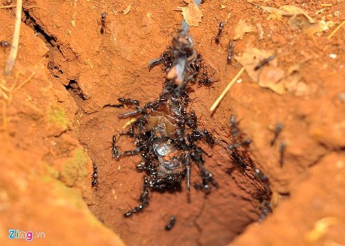 Kiến nhọt sống ở những hang sâu trong các khu rừng đất đỏ, rẫy cao su... nên việc săn bắt phải khéo léo. Theo thợ câu, họ dùng dây buộc xác bọ cạp rồi cho vào hang nhử kiến. Không lâu, loài côn trùng màu đen kéo đến bám kín nguồn thức ăn ưa thích.