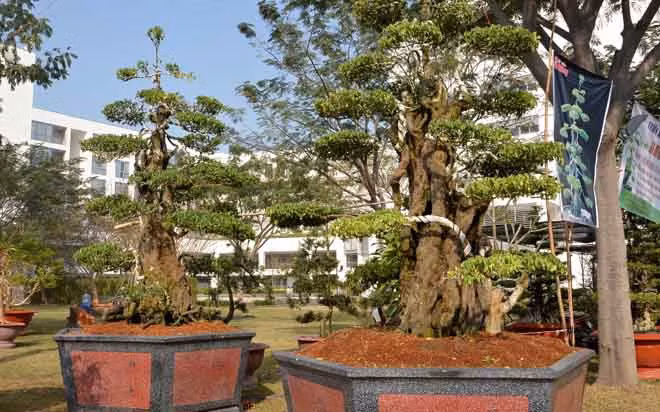 Tuy gốc có nhiều rêu xanh bám nhưng lớp vỏ vẫn có màu sắc tươi sáng, bắt mắt, những vết u nần cũng căng tròn.