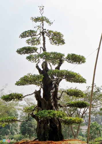  Cây khế hơn 300 năm có thế "trực quân tử" được định giá 7 tỷ đồng thu hút sự quan tâm của nhiều người dạo hội hoa xuân Phú Mỹ Hưng (quận 7, TP HCM).