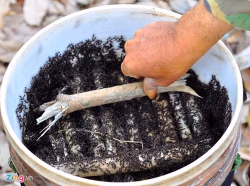 Người săn bọ cạp chỉ mua kiến sống nên việc bắt, nhốt... phải có cách nuôi đặc biệt. Khi cho côn trùng vào thùng nhựa, người câu phải dùng củi khô xếp tầng để chúng bu bám. Thùng chứa được đặt ở nơi có bóng râm, tránh nắng trực tiếp.