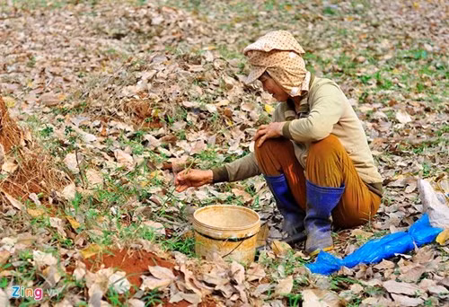 Nghề lạ giúp vợ chồng nông dân có thu nhập trang trải cuộc sống. Bà Trần Thị Phe - vợ ông Hiếu cho biết, mỗi ngày họ bắt trung bình 5 kg kiến. Vào mùa mưa, côn trùng sinh nở nhiều nên có ngày đạt 9,7 kg. Mỗi tháng, cặp vợ chồng thu nhập từ nghề 15-30 triệu đồng.