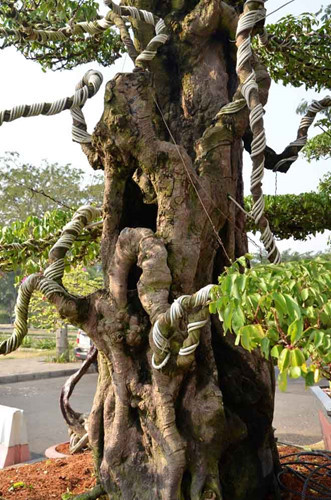 Nghệ nhân cho biết 2 cây khế cổ thụ mang thế "trực quân tử" tượng trưng tính tình ngay thẳng, thanh cao, biết đối nhân xử thế. Cây có thế thẳng đứng, phong cách đĩnh đạc, cành nhánh ngay thẳng, gọn gàng, đường nét dứt khoát.