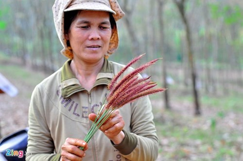 Côn trùng háu ăn ra miệng hang, vợ chồng ông Hiếu sử dụng bông cỏ mềm làm cần câu. Kiến vây mồi nhưng phát hiện có sự xâm nhập thì lập tức lao ra đánh đuổi. Khi chúng bám chặt, cắn vào bông cỏ ông sẽ rút cần rồi bỏ chúng vào xô nhựa.