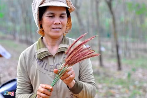 Côn trùng háu ăn ra miệng hang, vợ chồng ông Hiếu sử dụng bông cỏ mềm làm cần câu. Kiến vây mồi nhưng phát hiện có sự xâm nhập thì lập tức lao ra đánh đuổi. Khi chúng bám chặt, cắn vào bông cỏ ông sẽ rút cần rồi bỏ chúng vào xô nhựa.