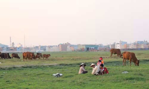 Hang loat du an “trau nam” xuat hien nhu “nam sau mua“