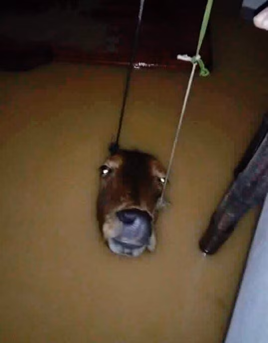 Gap lai “con bo vo vong” trong lu du o Quang Binh-Hinh-2