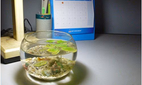 Su nghiep thang tien “am am” voi phong thuy be ca de ban lam viec