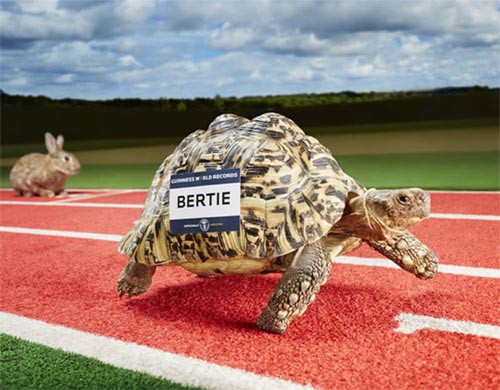 Rùa chạy nhanh nhất thế giới Bertie – chú rùa thần tốc đến từ Durham dã khiến nhiều người bàng hoàng khi có thể chạy với tốc độ 1km/h. Điều này đồng nghĩa, Bertie chạy nhanh gấp đôi những chúa rùa thông thường, và có thể hoàn tất đường đua 100m chỉ trong vòng 6 phút.