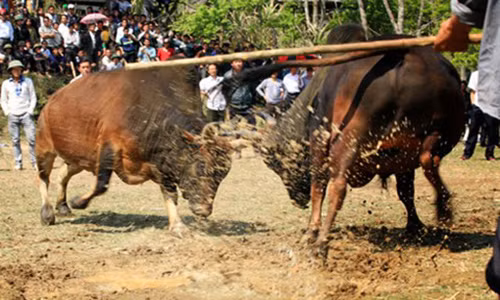 Vo chet tham vi bi bo cua chong huc