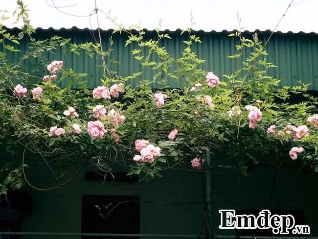 Trong khoảng sân vườn rộng thoáng này, chị Lan ưu tiên trồng hồng. Một không gian mà bất kỳ ai bước vào đều cảm thấy thích thú trước đủ màu sắc và hương thơm, thật tinh tế và đáng yêu! Một cuộc sống thanh bình, dịu ngọt nhờ việc chăm chút thêm cho từng gốc hồng.