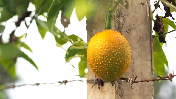 10. Dưa chuột gấc - dưa chuột lành mạnh nhất trên thế giới Thoạt nhìn nhiều người lầm tưởng đây là những quả gấc chứ không phải là những trái dưa chuột bởi hình dáng và màu sắc của loài dưa chuột Gaks. Chúng được biết đến là một trong những loại trái cây lành mạnh nhất thế giới, có công dụng trong việc điều trị các bệnh như sốt, say tàu xe và đau lưng.