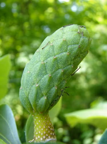 1. Dưa chuột hiếm nhất thế giới Xếp đầu trong danh sách những loại dưa chuột kỳ lạ nhất hành tinh phải kể tới dưa chuột Magnolias. Đây là loại dưa chuột hiếm nhất trên thế giới, chúng có kích thước khoảng 6-8cm. Tại Canada, loại dưa chuột này được xếp vào danh sách những loài có nguy cơ tiệt chủng cần được bảo vệ.