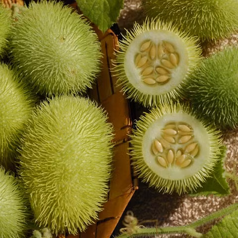 6. Dưa chuột có nhiều lông nhất Với vẻ ngoài xù xì và nhiều lông, khó có thể tin vào mắt mình rằng chúng chính là trái dưa chuột lông chứ không phải là trái chôm chôm thường thấy. Dưa chuột lông có tên khoa học là Cucumis Dipsaceus, là một trong những giống dưa chuột hiếm ở Nam Phi, chủ yếu được dùng để làm cảnh. Bên cạnh đó, chúng cũng có thể dùng làm thức ăn như một loại rau kẹp vào bánh mỳ hoặc dùng để ướp dưa chuột muối.