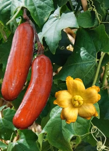 2. Dưa chuột có màu sắc bắt mắt nhất Đây là một loại dưa chuột của người H'Mông, chúng có màu trắng, xanh nhạt khi còn chưa chín và chuyển dần sang vàng-cam-đỏ khi đã chín. Với màu sắc bắt mắt, loại dưa chuột này cũng rất được ưa chuộng.