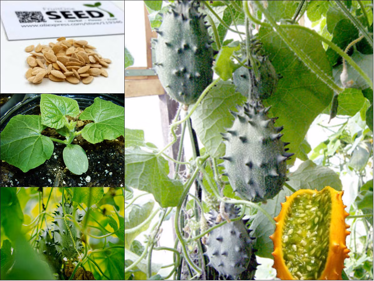 3. Dưa chuột quái đản nhất Giống dưa chuột "quái đản" này có tên Kiwano, là tổ tiên của các loài dưa trồng khác. Quả dưa mang dáng vẻ "ngoài hành tinh" này phát triển chủ yếu ở Nam Phi, California (Mỹ) và New Zealand. Loại dưa mang biệt danh "dưa có sừng” này có màu vàng và mọc nhiều sừng lởm chởm, trong khi ruột bên trong có màu xanh với vị chát. Vị của loại dưa chuột kỳ lạ này là sự kết hợp của chanh, chuối và dưa chuột.