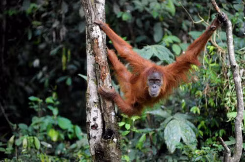 Di sản rừng nhiệt đới Sumatra, Indonesia Với diện tích 2,5 triệu ha, di sản rừng nhiệt đới trên đảo Sumatra ở Indonesia là nơi sinh sống của nhiều loại động thực vật quý hiếm như loài đười ươi Sumatra. Nơi đây cũng cung cấp những bằng chứng địa sinh học về quá trình phát triển của hòn đảo. Nhưng khu di sản đặc biệt này đang đối mặt với những đe dọa nghiệm trọng như phát triển giao thông, nạn chặt phá rừng và săn bắn trái phép,…