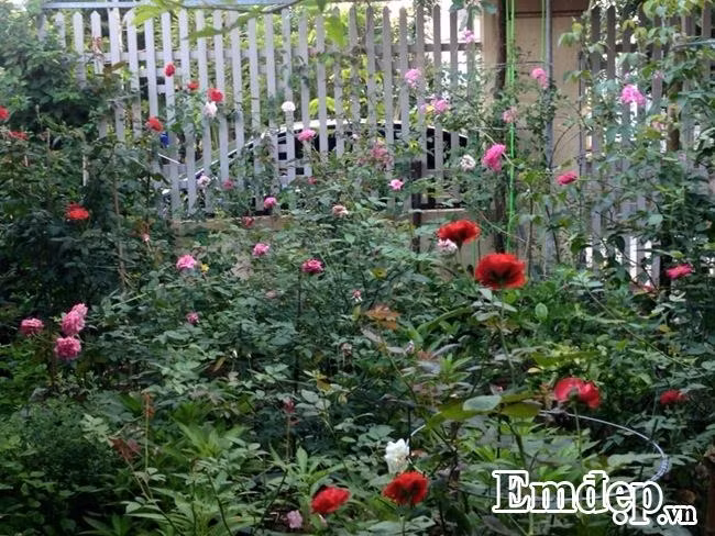 Chị cho biết, để hoa hồng luôn tươi tốt, chị đã chuẩn bị giá thể gồm đất thịt, mùn dừa, tro, trấu, xỉ than đập nhỏ, phân chuồng, phân vi sinh. Hồng là loại cây đòi hỏi nhiều dinh dưỡng nên 2 tuần chị bón phân 1 lần luân phiên phân chuồng và phân NPK. Thỉnh thoảng phun dưỡng lá bằng Atonic. Mùa hè chị chỉ bón phân trùn quế và phân vi sinh. Bổ sung phân 502 sau khi cắt cành để cây bật nhiều mầm.