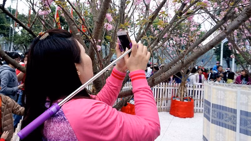 Chiếc gậy selfie "thần thánh" gắn smartphone trên vai người phụ nữ trong Lễ hội hoa Anh đào Nhật Bản diễn ra tại Hà Nội.