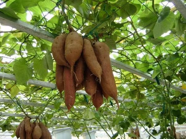 Những củ khoai lang "không khí" phát triển rất tốt, lơ lửng trên giàn.