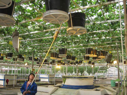 Khi cây trưởng thành, dây khoai lang và củ phát triển bình thường như khi trồng trên đất. Đến thời gian thu hoạch, người nông dân sẽ hạ chậu xuống và cắt lấy củ. Rễ tiếp tục được ươm vào chậu trong môi trường dung dịch mới. Mỗi chậu khoai lang có thể thu hoạch củ trong 3-5 năm.