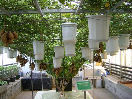 Nhiều người tận dụng khoảng không gian trước nhà làm giàn để trồng khoai lang. Chiều cao của giàn có thể cao 3,5 – 4 m. Các chậu trồng có chứa chất dinh dưỡng và các hom khoai lang. Hom khoai lang được đặt vào chậu nước treo lơ lửng trên giàn có chứa các thành phần vi sinh, dinh dưỡng đảm bảo cho cây phát triển. Phần thân và ngọn cây được đưa lên giàn giống như bầu và mướp.