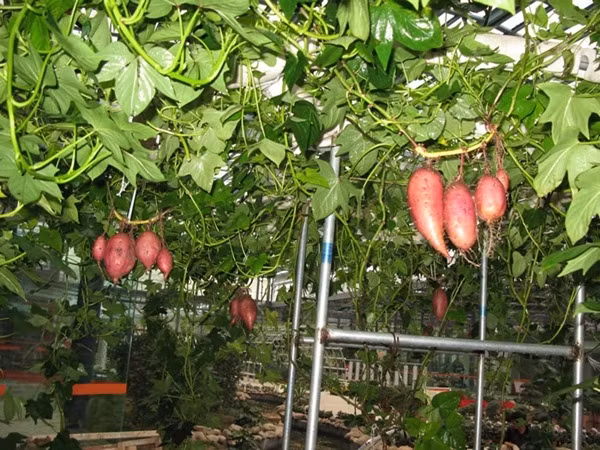 Mô hình dàn khoa có thể vừa tạo bóng mát vừa trang trí nhà rất đẹp mắt.