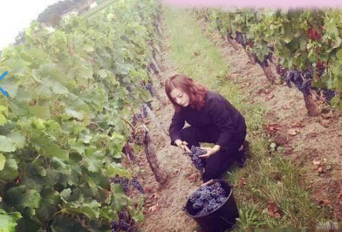 Đây là trang trại rượu được Én nhỏ Triệu Vy mua lại từ cuối năm 2011. Đây là vườn nho có đơn giá trên mỗi hecta đắt nhất